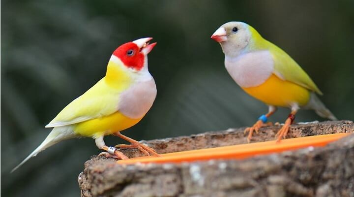 diamante-de-gould