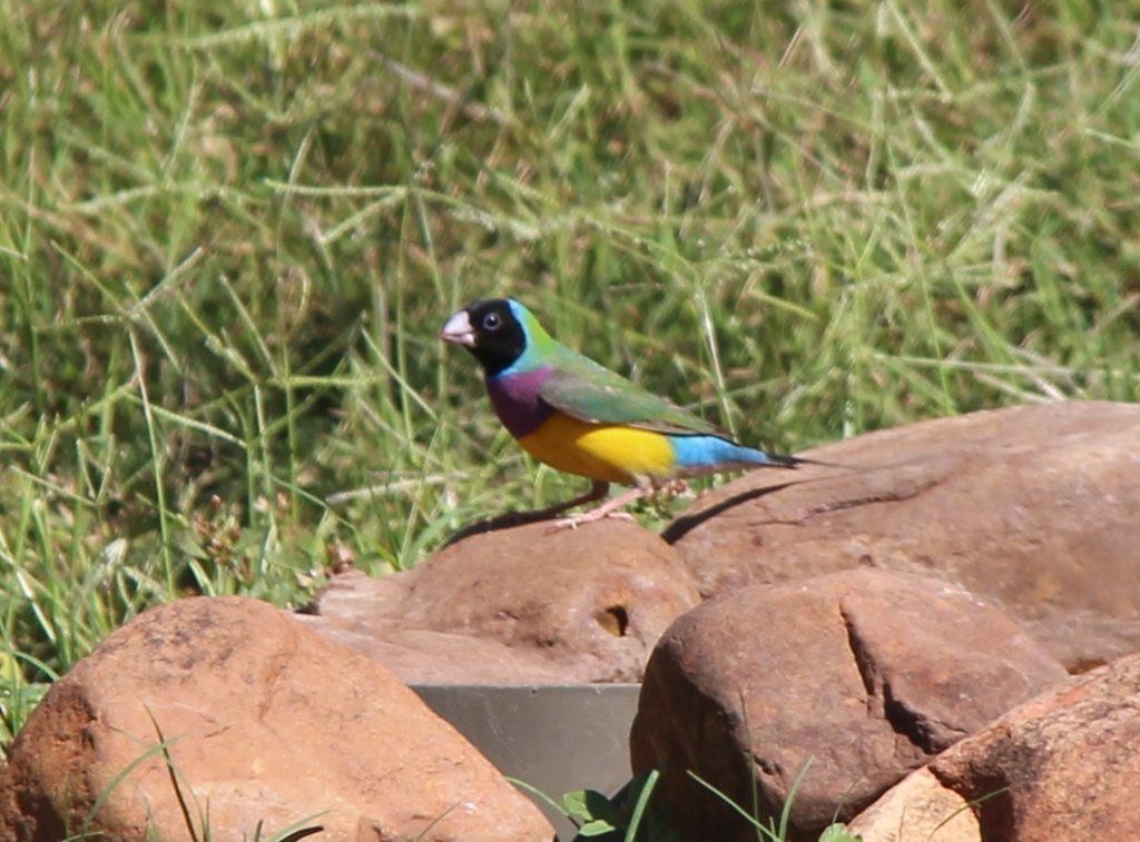 diamante-de-gould