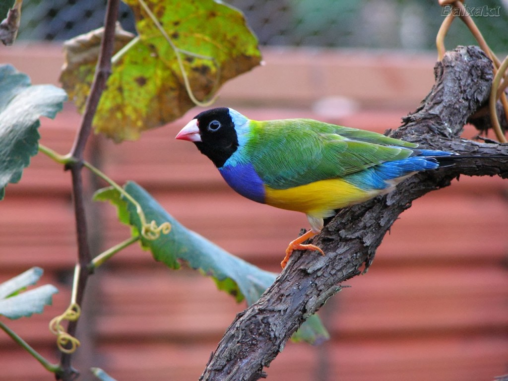 diamante-de-gould