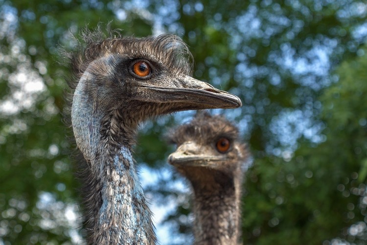 emu - comunicação