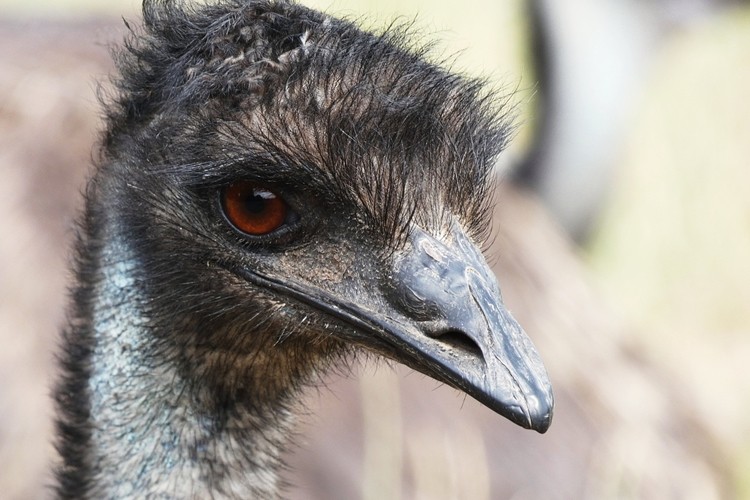 emu - habitat