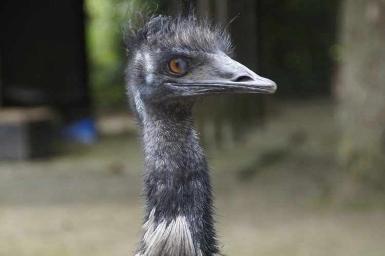 emu