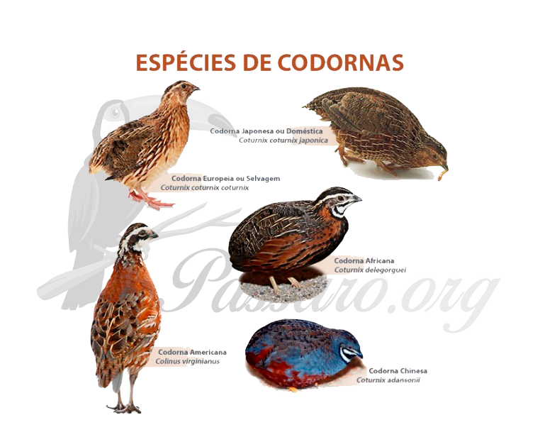 especies de codorna