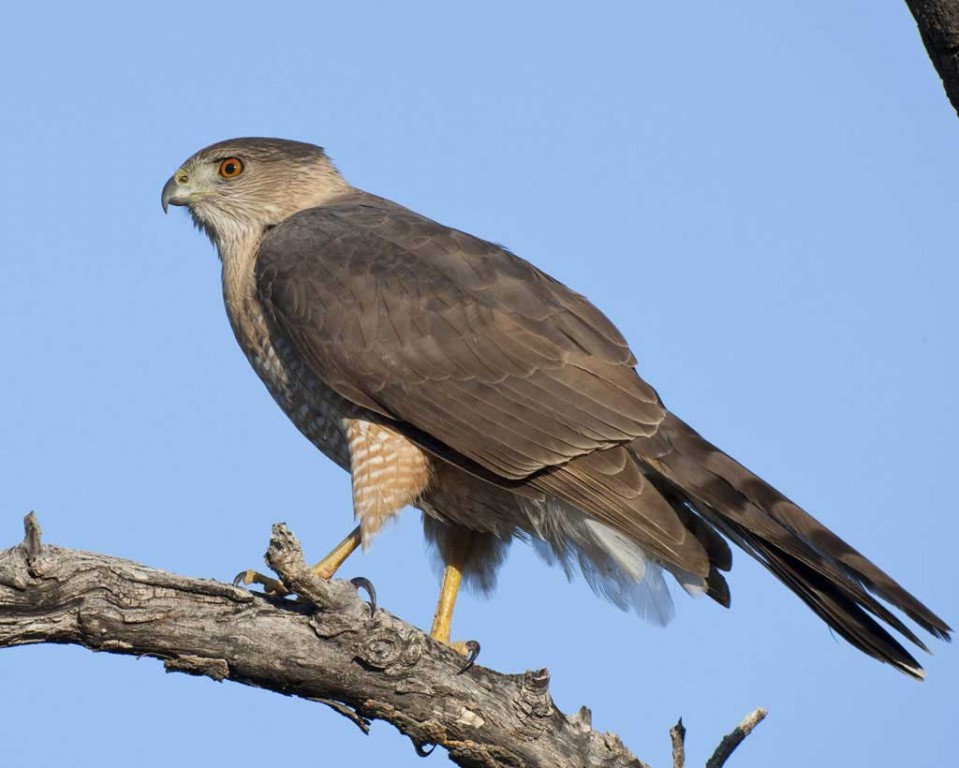 falcão de cooper habitat