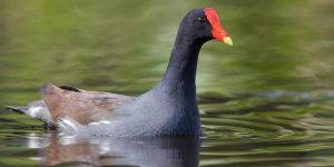 Frango d'Agua