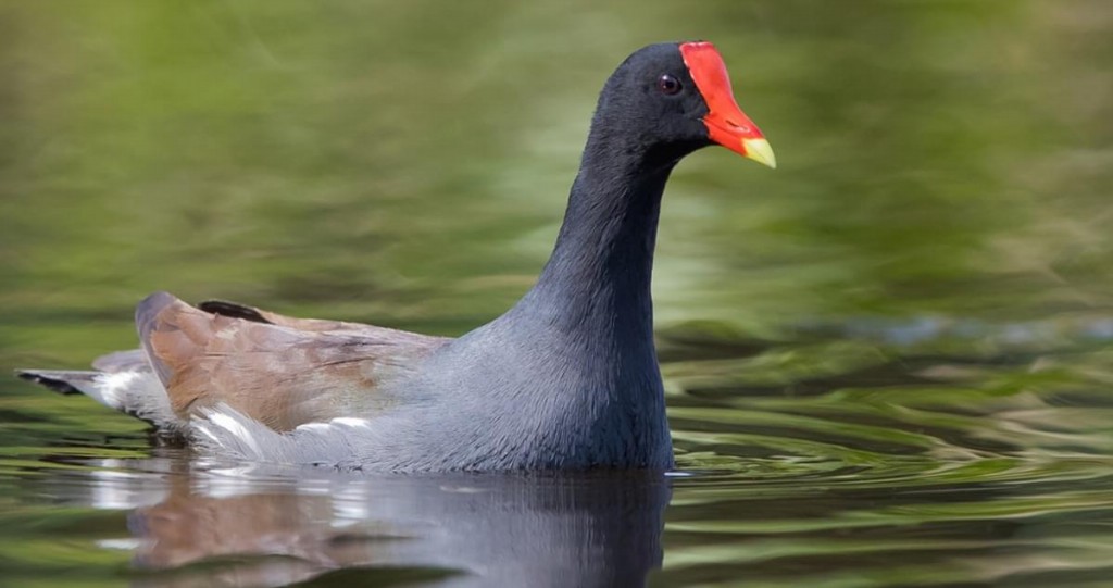 Comportamento do Frango d'Agua