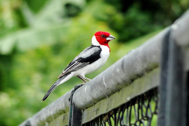 Galo-de-Campina Habitat