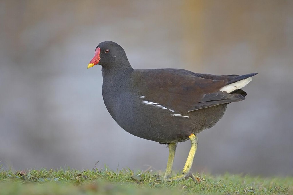 Habitat do Frango d'Água