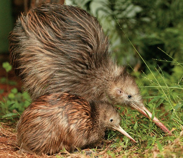 kiwi filhote