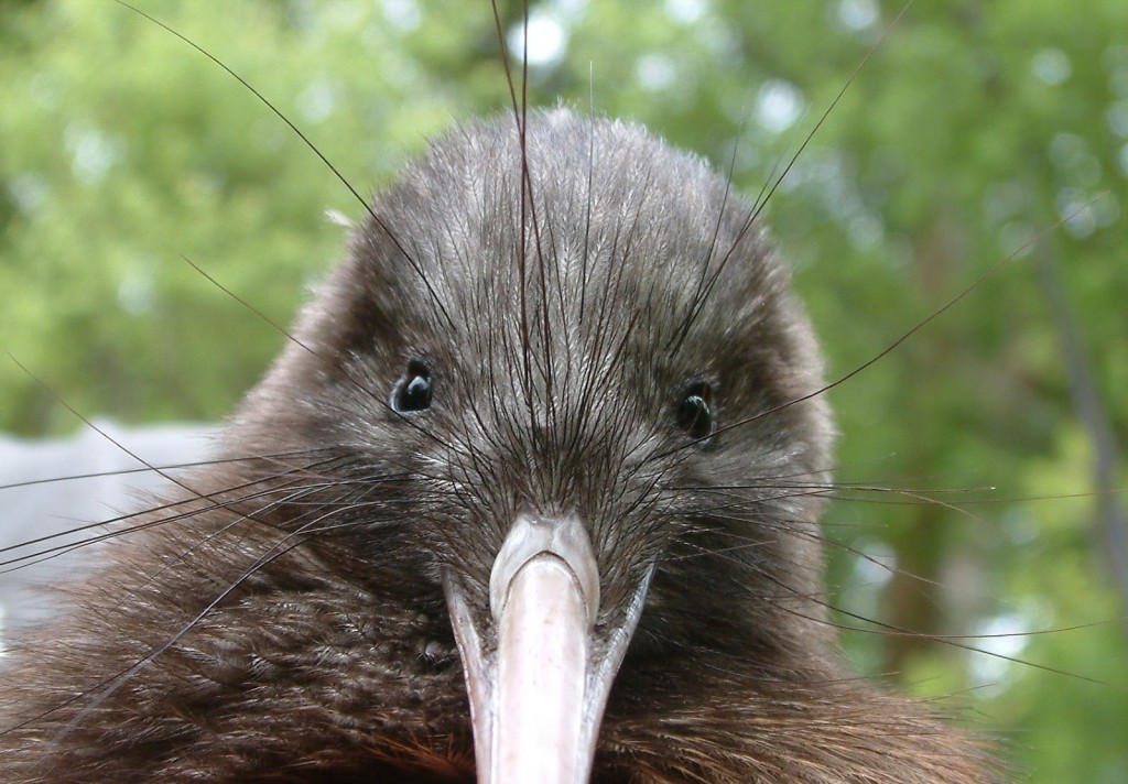 Kiwi