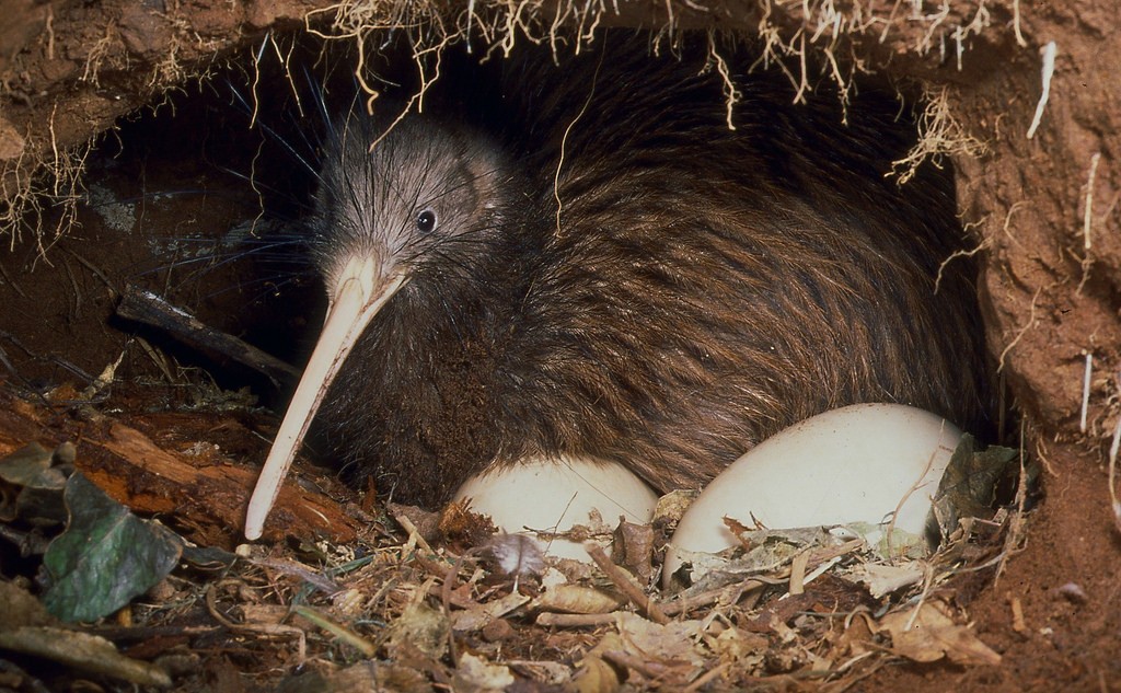 kiwi passaro