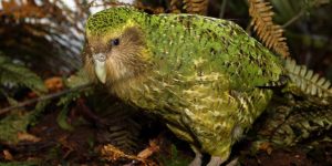 kakapo