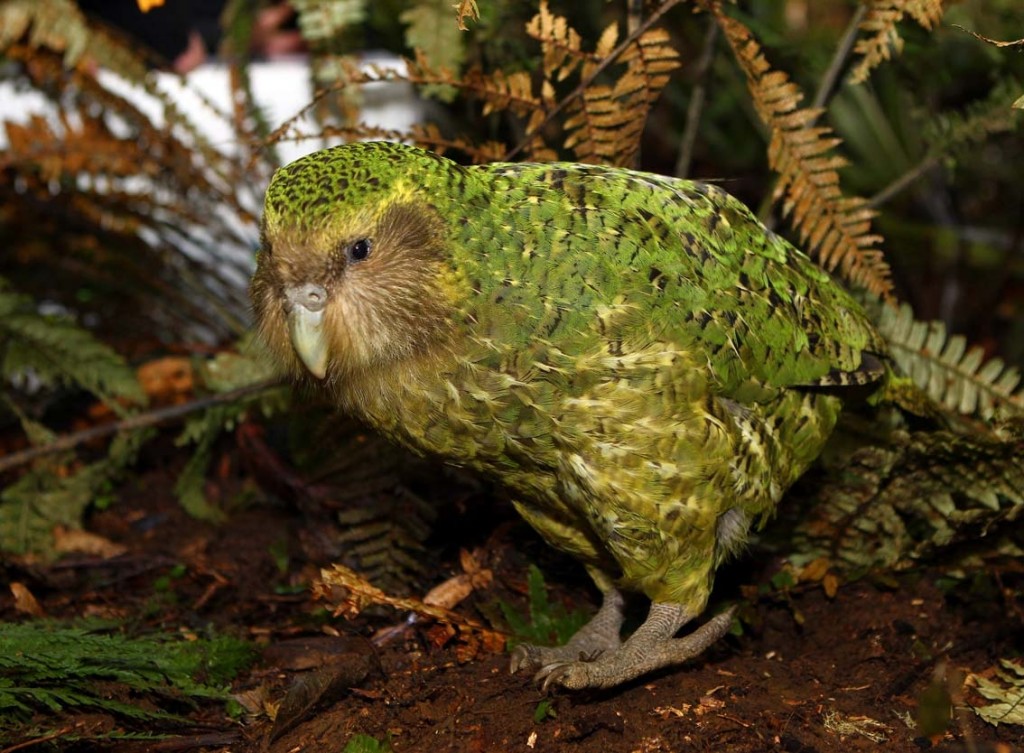 kakapo