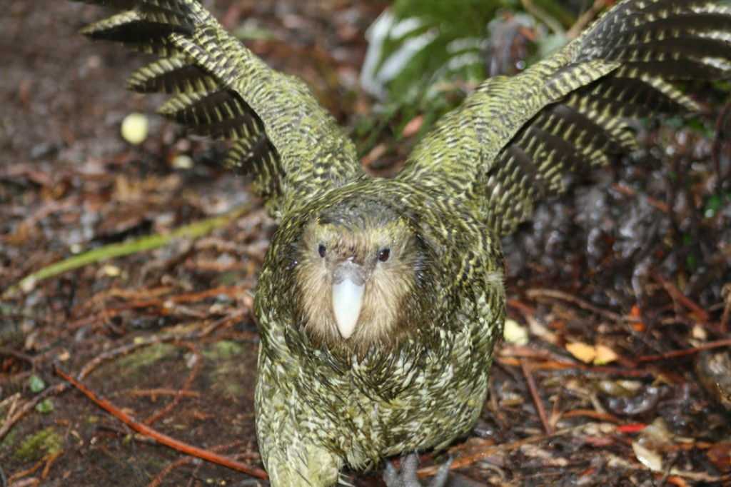 Características do Kakapo