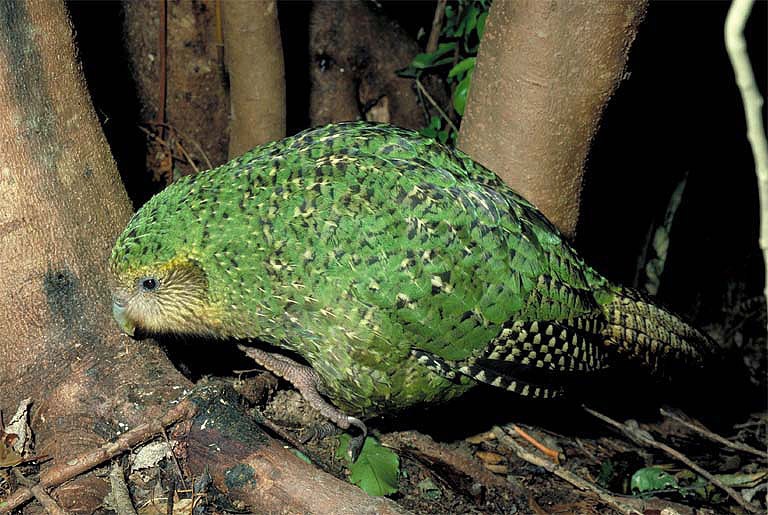 Canto do Kakapo