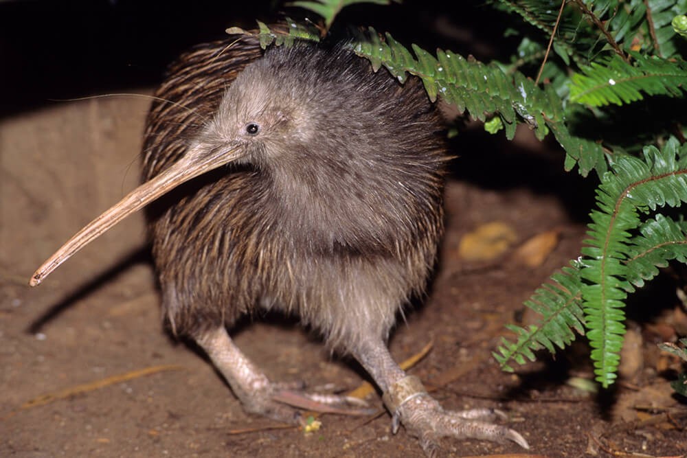 Alimentação do Pássaro Kiwi