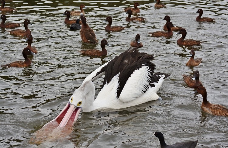 pelicano australiano habitat