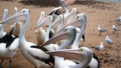 pelicano australiano