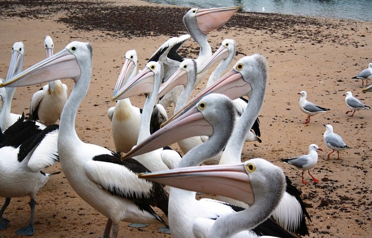 pelicano australiano