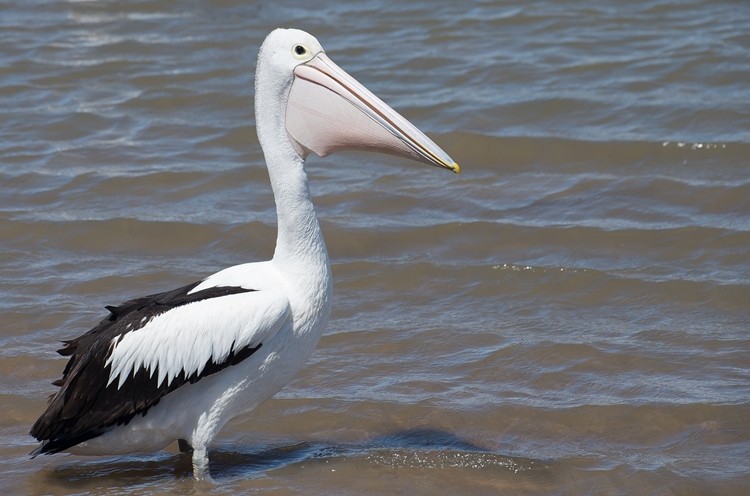 pelicano australiano