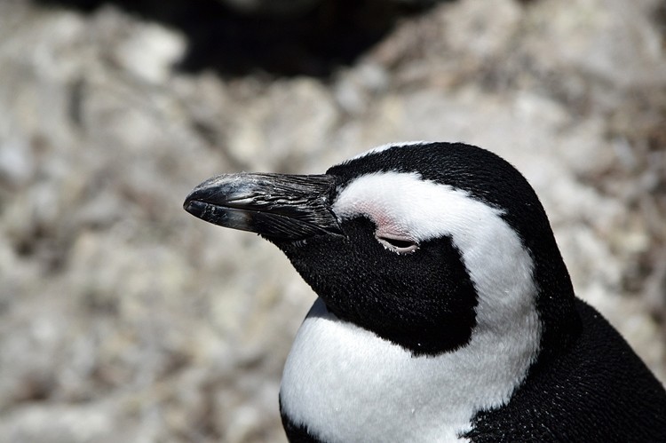 pinguim africano - reprodução