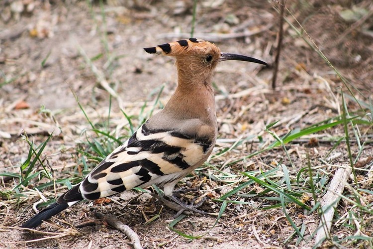 poupa africana reprodução