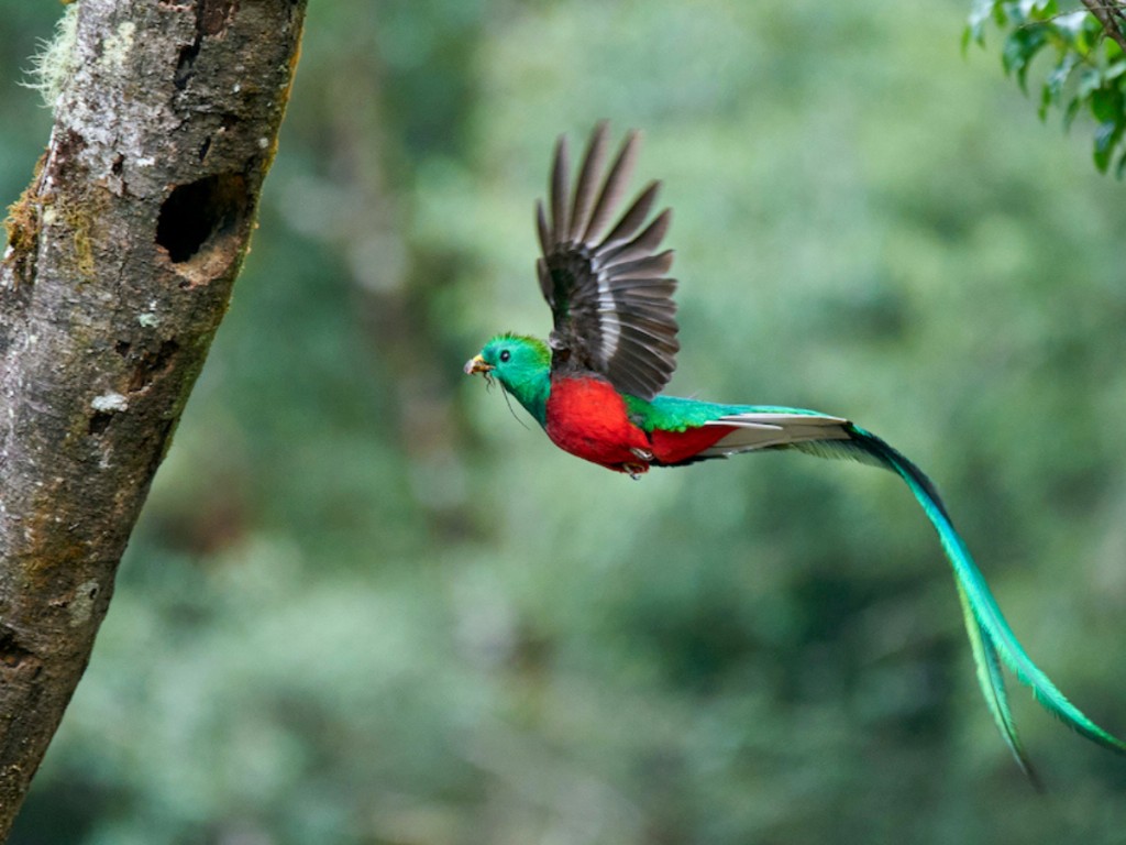 quetzal 