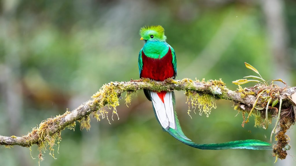 quetzal 