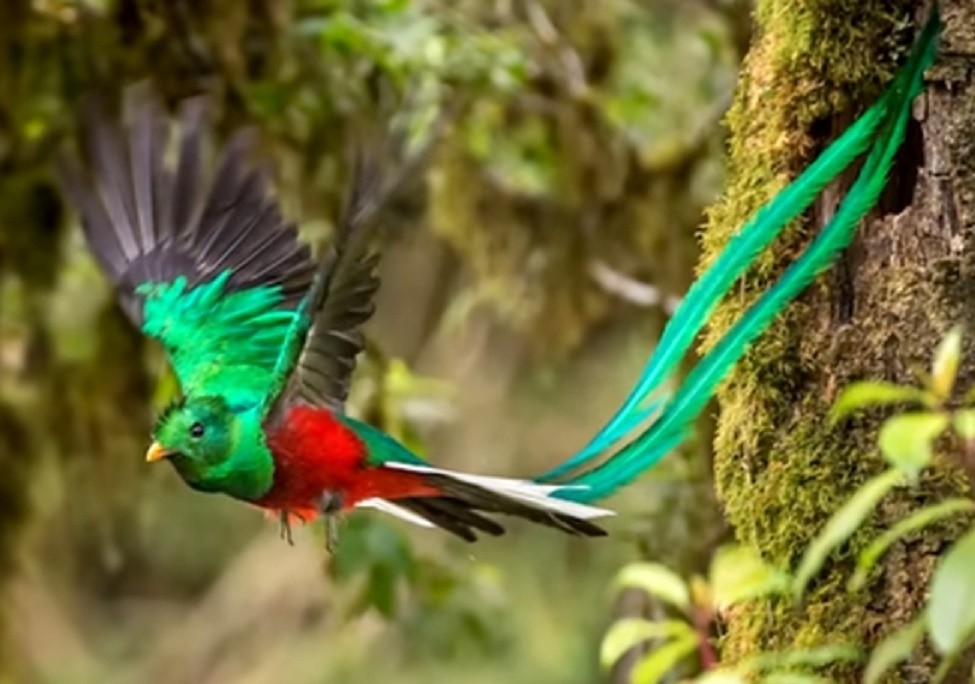 quetzal 