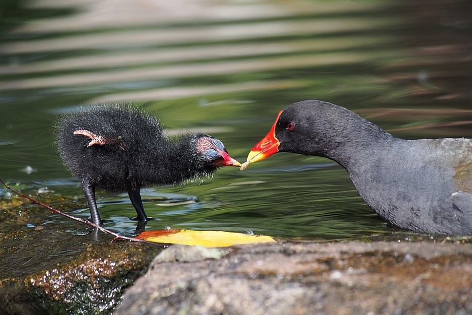 Reprodução do Frango d'Agua