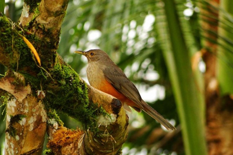 Sabiá-Laranjeira Habitat