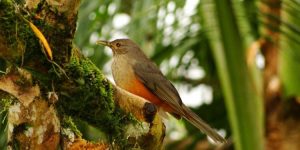 Sabiá-Laranjeira Habitat