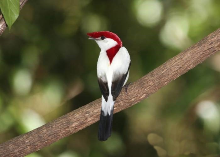 soldadinho do araripe-ninho