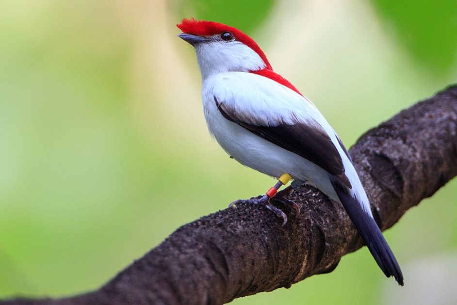 soldadinho do araripe