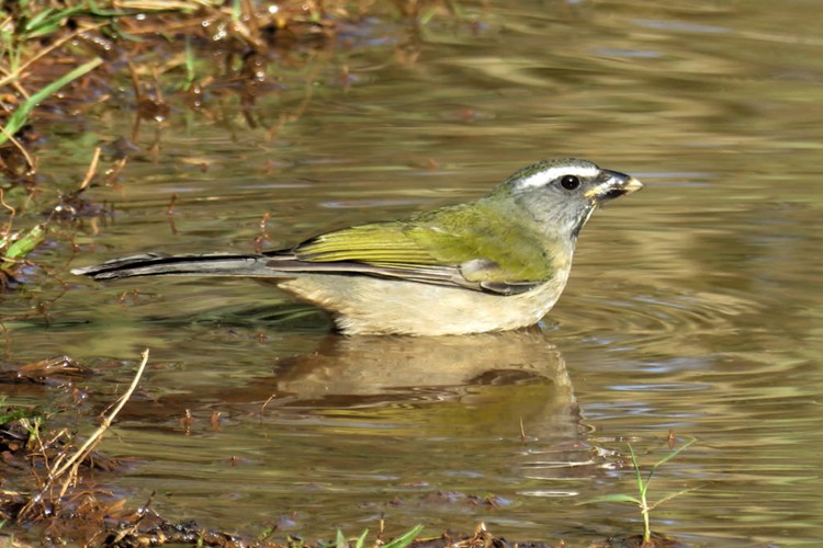 Trinca-Ferro Habitat