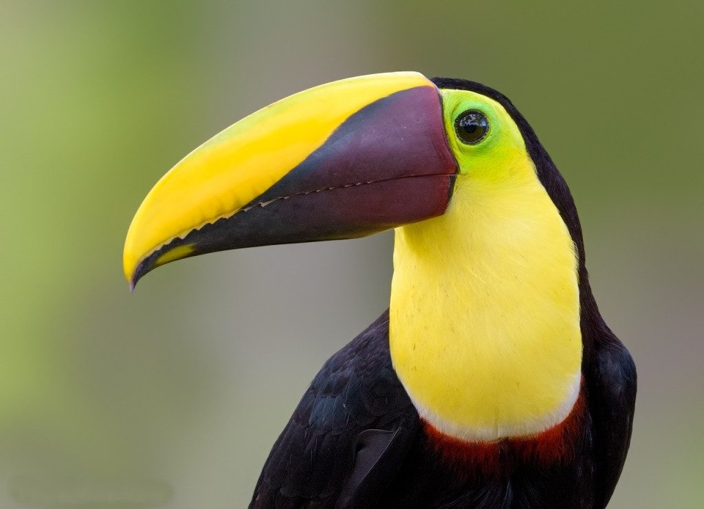 tucano da garganta amarela