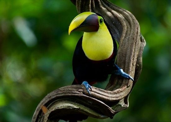 tucano da garganta amarela-habitat