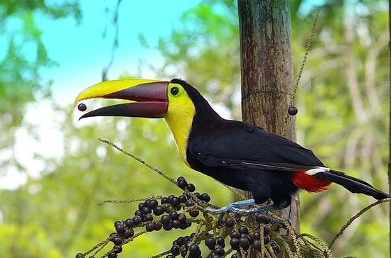 alimentacao do tucano da garganta amarela