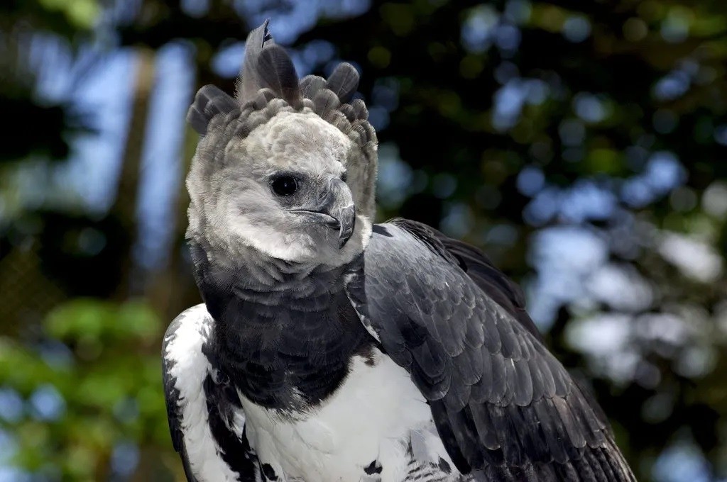 aguia-cinzenta