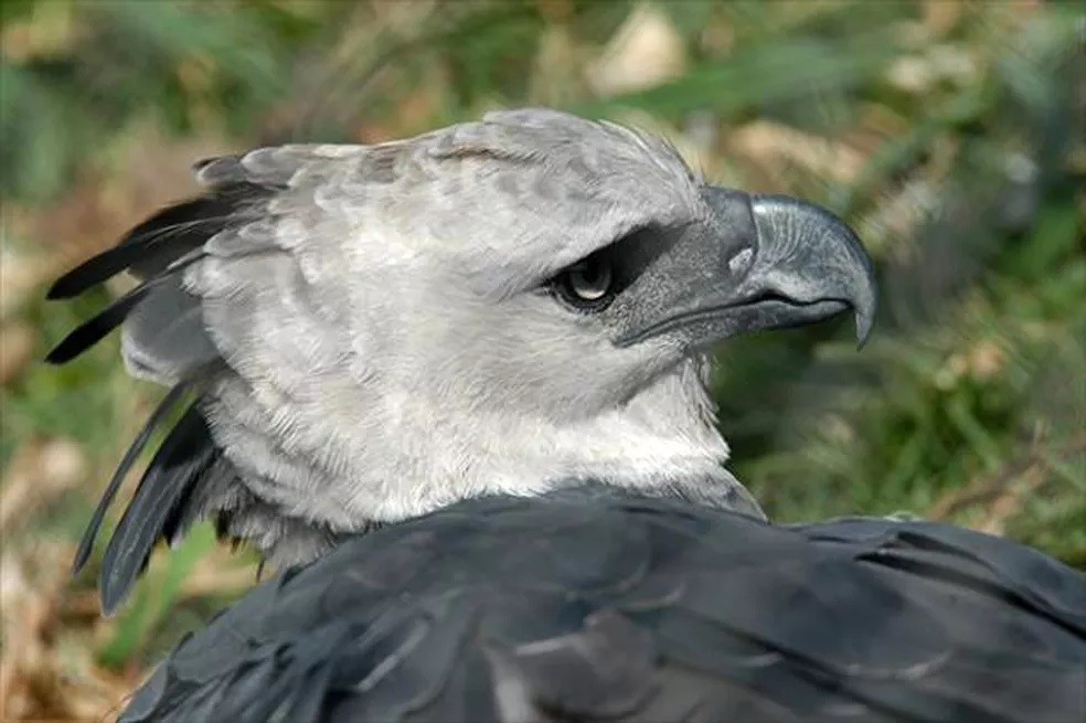 aguia-cinzenta