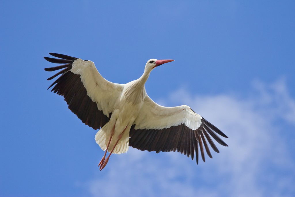 alimentacao da cegonha branca