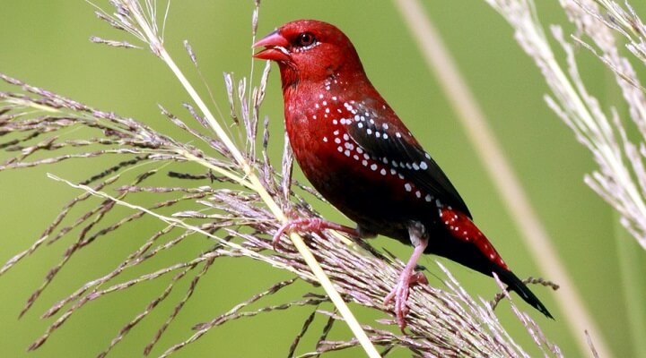 alimentacao do vermelho bengali