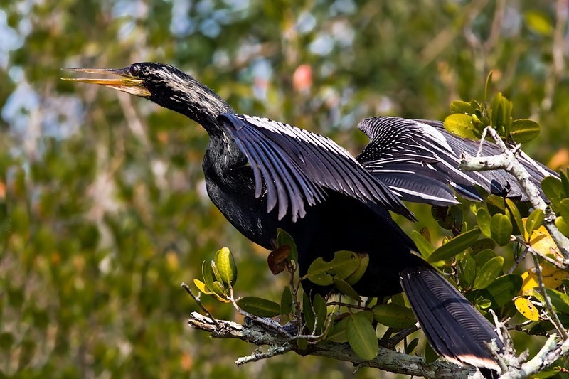 biguatinga