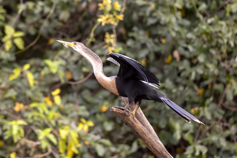 biguatinga