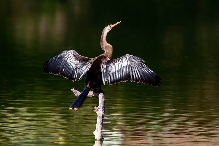 biguatinga