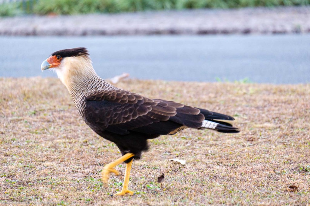 caracara