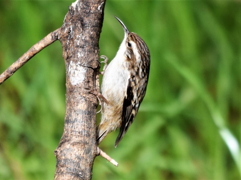 caracteristicas da trepadeira comum