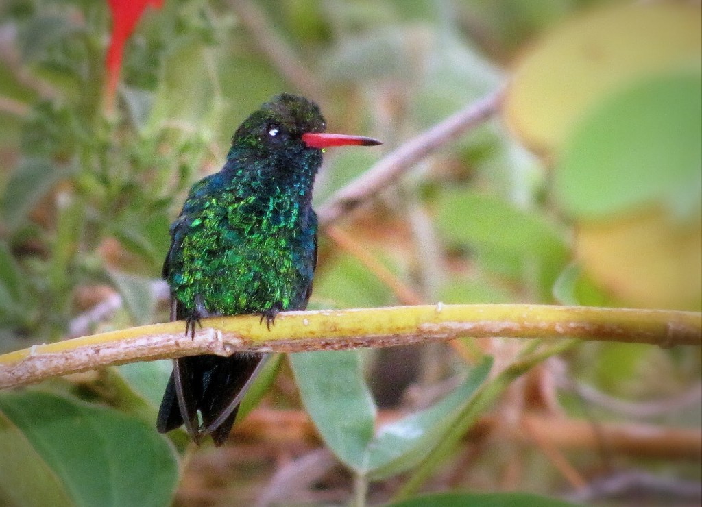 caracteristicas do besourinho de bico vermelho