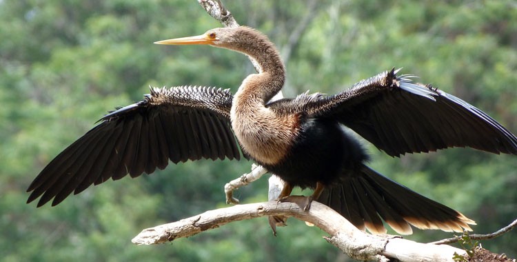 caracteristicas do biguatinga