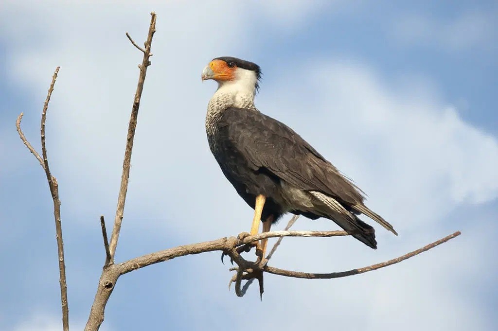 caracteristicas do carcara